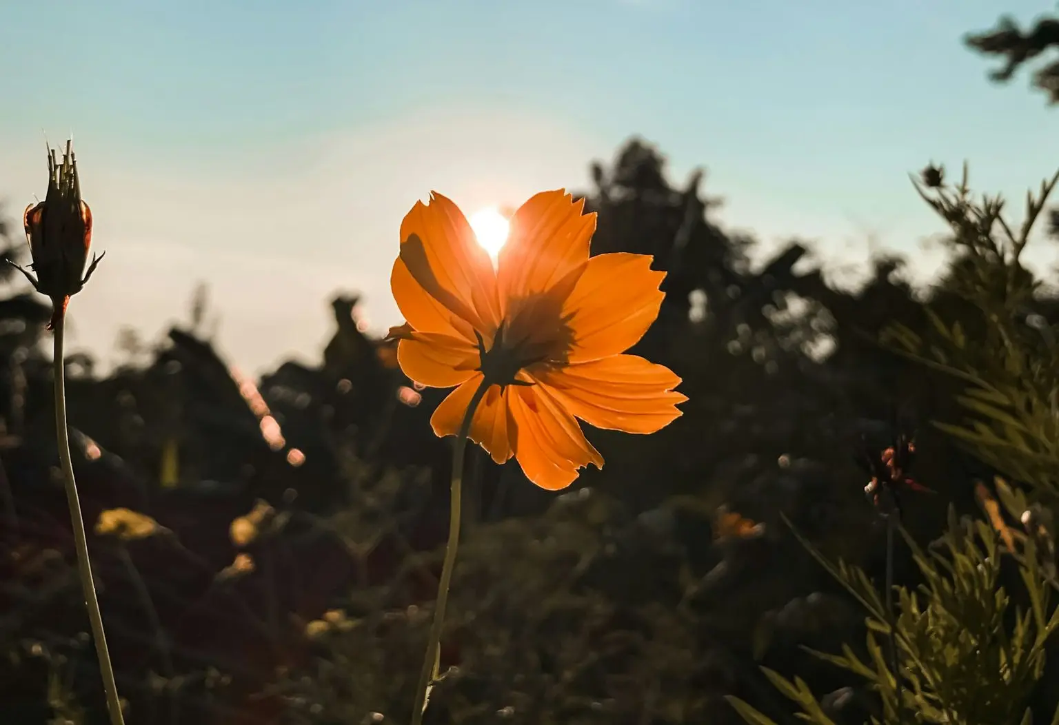 yellow flower under blue sky during daytime